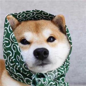 最新萌宠情侣头像猫狗搞怪可爱