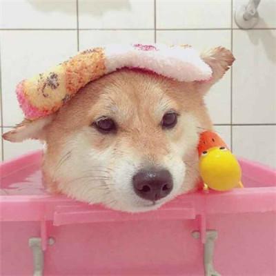 硬核搞笑微信头像OMG