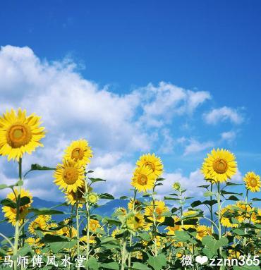 转运风水上最好的微信头像招财进宝-可爱点