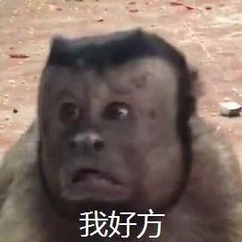 人脸猴子表情包图片