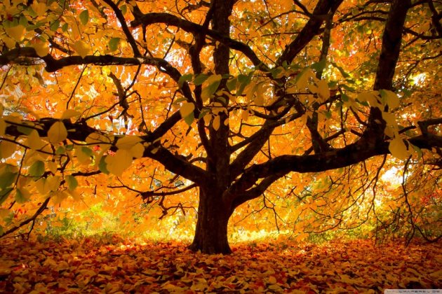 秋天的句子那么美，你知道的有哪些呢？