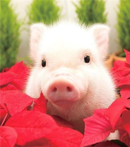 世界上最可爱的猪的图片 一定会萌化你的心