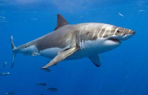 “海中狼”鲨鱼图片素材大全