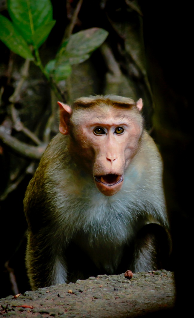 猴子图片 可爱机灵的猴子图片大全