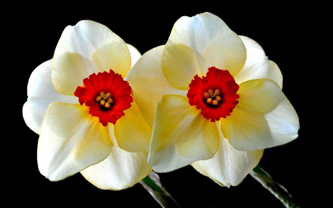 水仙花图片素材大全 中国十大名花之一