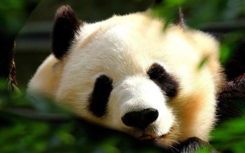 熊猫图片 熊猫宝宝卖萌照萌化你的心！