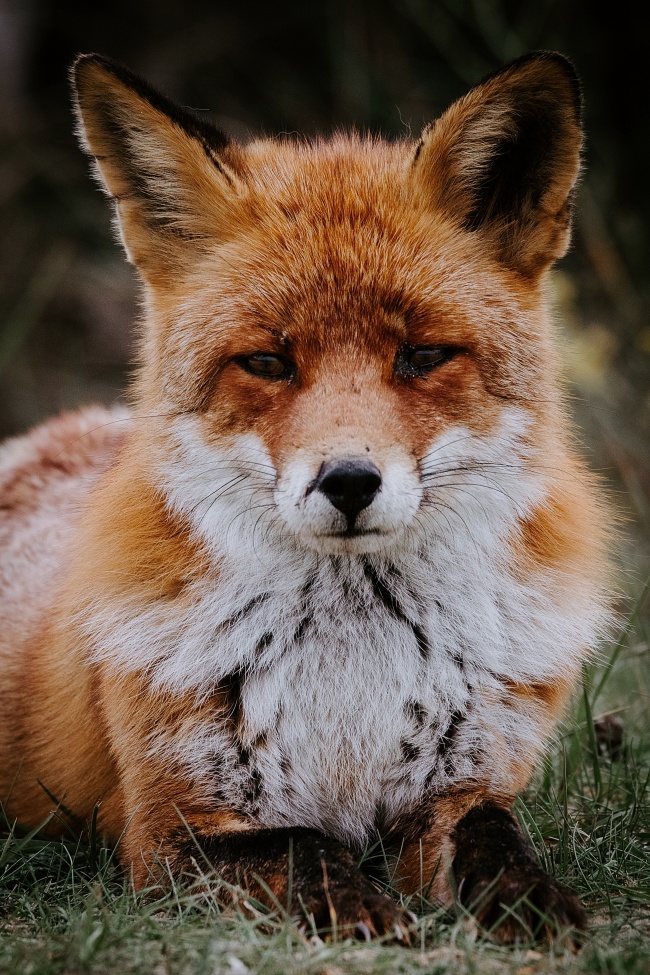 狐狸图片 古代神话中的狐妖狐仙真的存在吗？