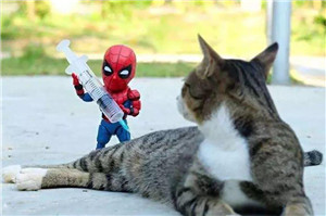 抖音猫咪和蜘蛛侠搞笑可爱表情图片