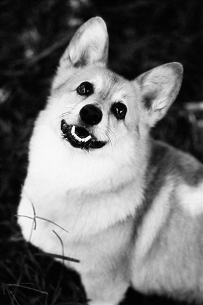 柯基犬图片 你知道吗？威尔士柯基犬是会微笑的狗狗