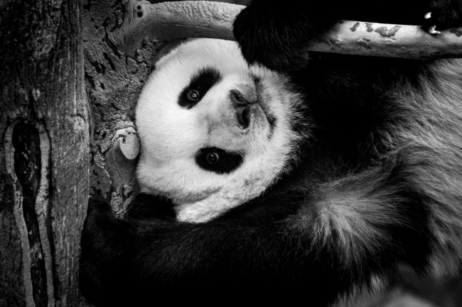 大熊猫图片 中国的国宝大熊猫呆萌的图片大全