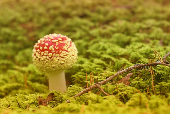 蘑菇图片 你认识的蘑菇有几种？
