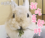 兔子吃草图片头像图片
