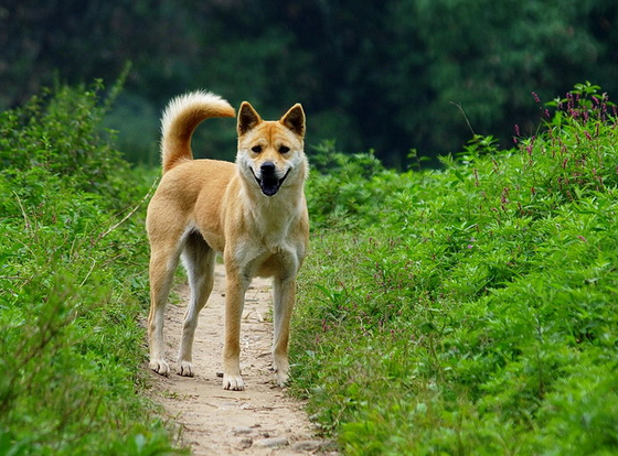 中华田园犬图片 你知道中华田园犬是什么犬种吗？