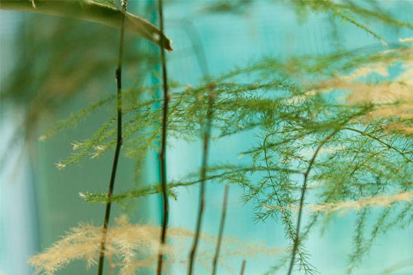 文竹图片 是极高的观赏植物家居绿植