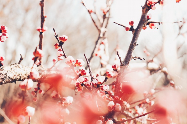 梅花图片大全 梅花是中国十大名花之首