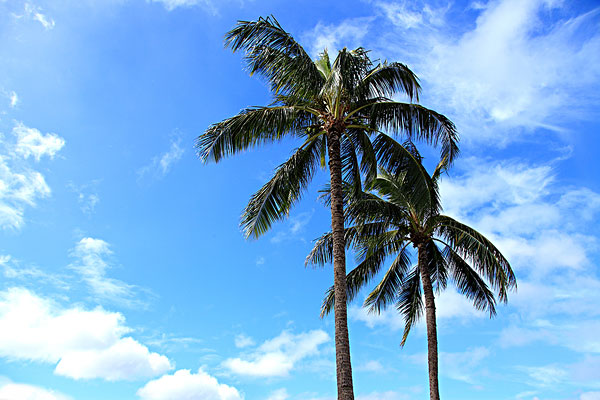 椰子树图片 大型植物椰子树图片素材大全