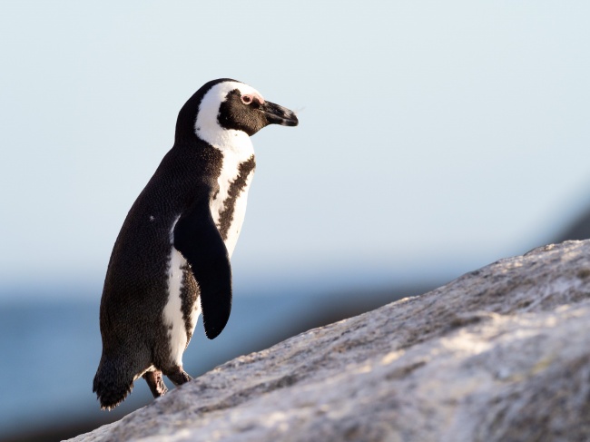 企鹅图片 “海洋之舟”企鹅的可爱图片