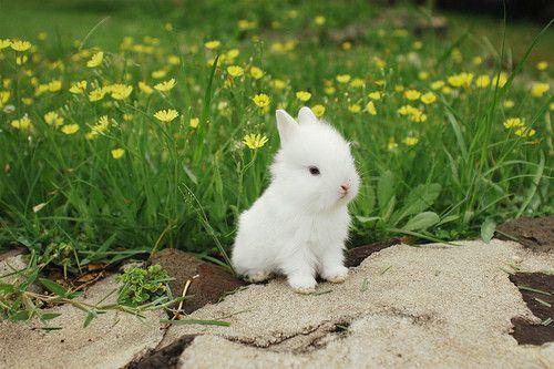 冰淇淋一样甜甜的宠物兔兔的名字-可爱点