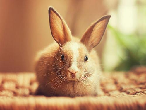 宠物兔兔的名字