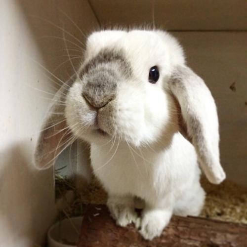独具特色兔子宠物名字软萌可爱-可爱点