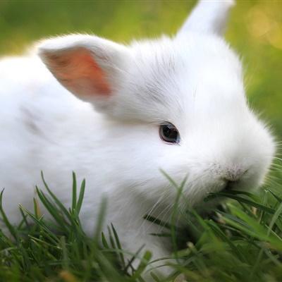 温柔文艺的宠物兔兔的名字-可爱点