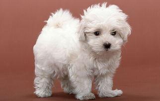 像毛茸玩具的白色宠物狗名字-可爱点