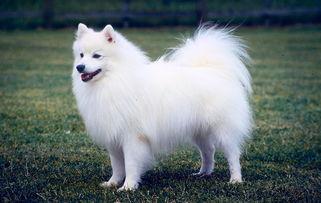 白色宠物狗名字