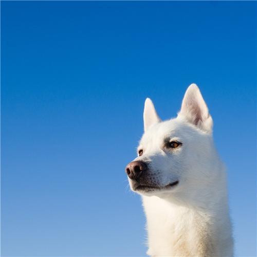 白颜色宠物狗名字