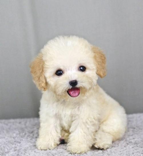 小型犬泰迪宠物狗取名字可爱洋气-可爱点