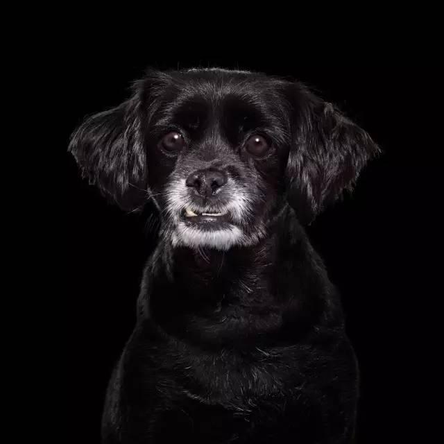 黑狗头像微信图片