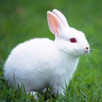 给兔子宠物取名字