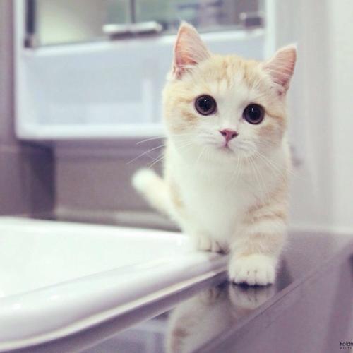 软萌宠物猫可爱名字水汪汪的大眼睛-可爱点