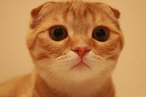 温和乖巧宠物猫的名字超级萌哒-可爱点